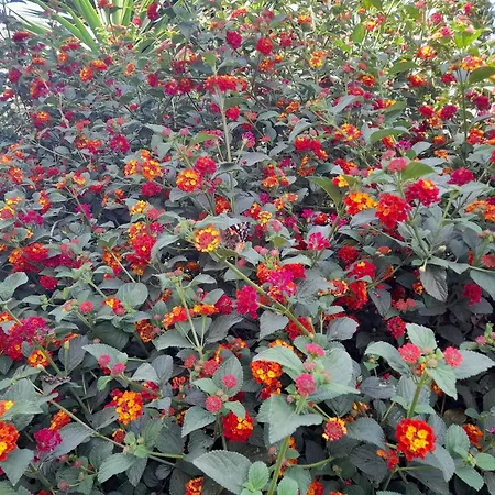 Riad Tanjil-2